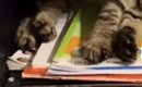 ランドセルを開けたままにして置いておくと…子猫たちがとった『可愛す…
