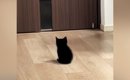 家族の帰宅を待つ『赤ちゃん猫』→ドアが開くと……とんでもなく尊い『お…