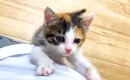 元気いっぱいな保護子猫→ずっと後を追いかけてきて…尊すぎる『微笑ま…