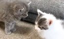 雷の音にビックリした子猫たちが『向かった先』とは…尊すぎる『大集合…