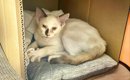 大雨を生き抜いて保護された、ボロボロで鋭い目つきの子猫→２週間後……
