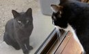 気温40度でぐったりしていた野良猫→庭にいるのを愛猫が発見して…『2年…