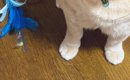 夕飯の支度後『やれやれ』と椅子に座ったら、『おもちゃ』を持ってき…