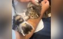 2匹の子猫を保護→1匹は里親に出す予定だったけど…子猫の行動と保護主…