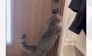外に出たがる猫に『行けない理由』を伝えたら…まるで人間のような『ま…