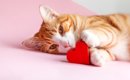 猫があなたを『心から愛している』ときにみせるサイン3つ　見逃せない…