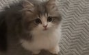 子猫に『ごはん食べる？』と声をかけたら…元気いっぱいな『可愛すぎる…