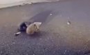 夜中に『道の真ん中で動けなくなっている子猫』を発見→近づいたら……壮…