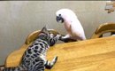 オウムがいる家に猫を迎えて８年後……想像もしていなかった『現在の姿…