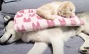 睡眠中の犬猫のまえで『特大の屁をこいた』結果…凄まじいリアクション…