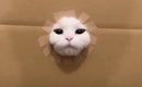 ダンボールの穴が段々小さくなっていったら、猫は…爆笑必至の『とんで…