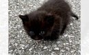 小さくうずくまるパヤパヤの子猫を保護して数年後…思わず笑っちゃう『…