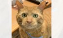 廊下で倒れているお父さんを発見した猫が、次の瞬間…『家族の命を救っ…