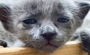 ブサカワだった猫『どんな感じで成長するのかな』と思ったら…まさかの…