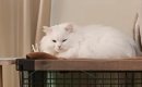 『新入りの保護猫』がやってきた翌朝、先住猫が…飼い主さん驚愕の『予…