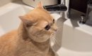 猫ちゃんを大事に大事に育てたら、『水の飲み方』が…上品なしぐさが可…