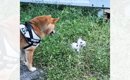 柴犬との散歩中、『2匹の捨てられた赤ちゃん猫』と出会った結果…涙あ…