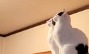 キッチンに現れた『G』→猫がやっつけてくれると思ったら…まさかの結末…