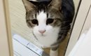 お父さんが『お風呂』に入ると、猫たちが次々にやってきて…思わず笑っ…