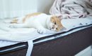 『大好きなお姉ちゃんが帰ってこない』ことに気づいた猫…帰りを待ち続…