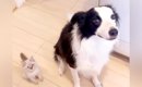 犬がいる家にきた保護子猫→『よく一緒にいるな』と思ったら…愛おしく…