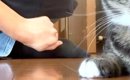 猫と追いかけっこ中、かかとを盛大にぶつけた飼い主→猫の顔を見てみる…