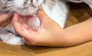 夏休みに突入した息子→大喜びで『猫』を抱きかかえたら…まさかの『猫…