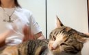 プロドラマーが猫に『ケツドラム』をした結果…まさかすぎる反応が226…