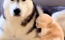 大型犬に育てられたネコ→隣に寄り添って…あまりにも尊い『相思相愛な…