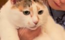 女の子が『大きな猫』を抱っこしようとした結果…泣けるほど可愛い『ふ…