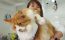 『10キロオーバーの大きな猫』をプロがシャンプー…驚きのサイズ感に「…