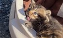池の近くに捨てられていた『スマホよりも小さな子猫』を連れて帰った…