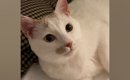 先にベッドに向かって、飼い主を待っていた猫…とんでもなく尊い『就寝…