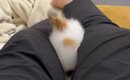 足の上で『夢中になって遊んでいた子猫』が、突然…予想外すぎる『動き…