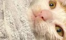 猫生初のお風呂に入った子猫→タオルで『おくるみ』したら…『絶妙な表…