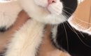飼い主に抱き上げられた猫→『顔』を見てみたら…まさかの『たまらない…