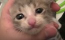仕事先で捨てられていた子猫をつれて帰って『水責め』した結果…1253万…