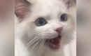 お留守番を頑張った『生後5か月の子猫』→ママに撫でてもらうと…尊すぎ…
