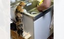 立ち上がってシンクを見つめる猫→『飼い主さんが洗っていた』のは……可…