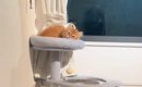 『ママの帰宅に気づいた子猫』が、次の瞬間…可愛すぎ注意な『お出迎え…