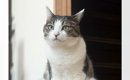 実家に帰ったら、ネコが…まるで人間のような『まさかの座り方をする様…