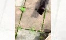 必死についてきた『ガリガリの子猫』を助けてから５年…当時の姿からは…