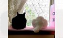 『窓の外を眺めている2匹の猫』かと思ったら…まさかの『衝撃的な事実…
