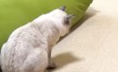 先輩犬の『プリケツ』を見つめる猫→次の瞬間…まさかの行動に笑ってし…