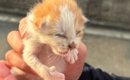 猛暑日に1匹で鳴いていた『生まれて間もない子猫』…保護した日の光景…