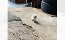 『雨の日にずぶ濡れの子猫が訪ねてきた……』思わず涙する『運命的な出…
