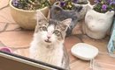 寒空の下で“ゴミを漁っていた野良猫”が家を訪ねてきて…保護された現在…