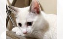 真っ白な猫を迎えたので『おもち』と名前をつけたら…半年後→改名する…