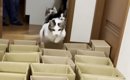 猫に運動をしてもらおうと『小さいダンボール』を並べた結果…「諦めが…