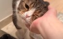 『１週間ぶりに帰ってきたママ』に……猫が『再会の瞬間』に見せた反応…